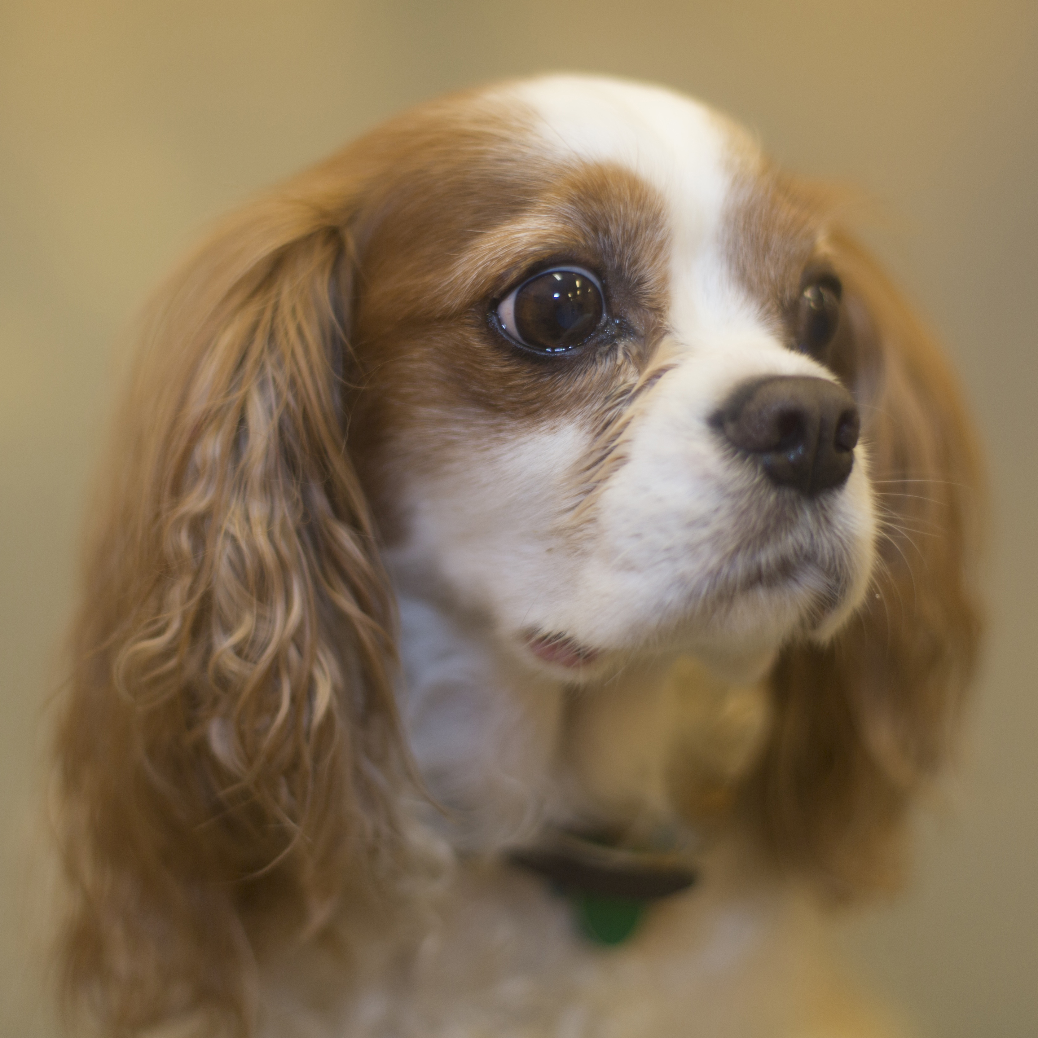 Roscoe